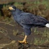 Kane tmava - Buteogallus anthracinus - Common Black Hawk o1011
